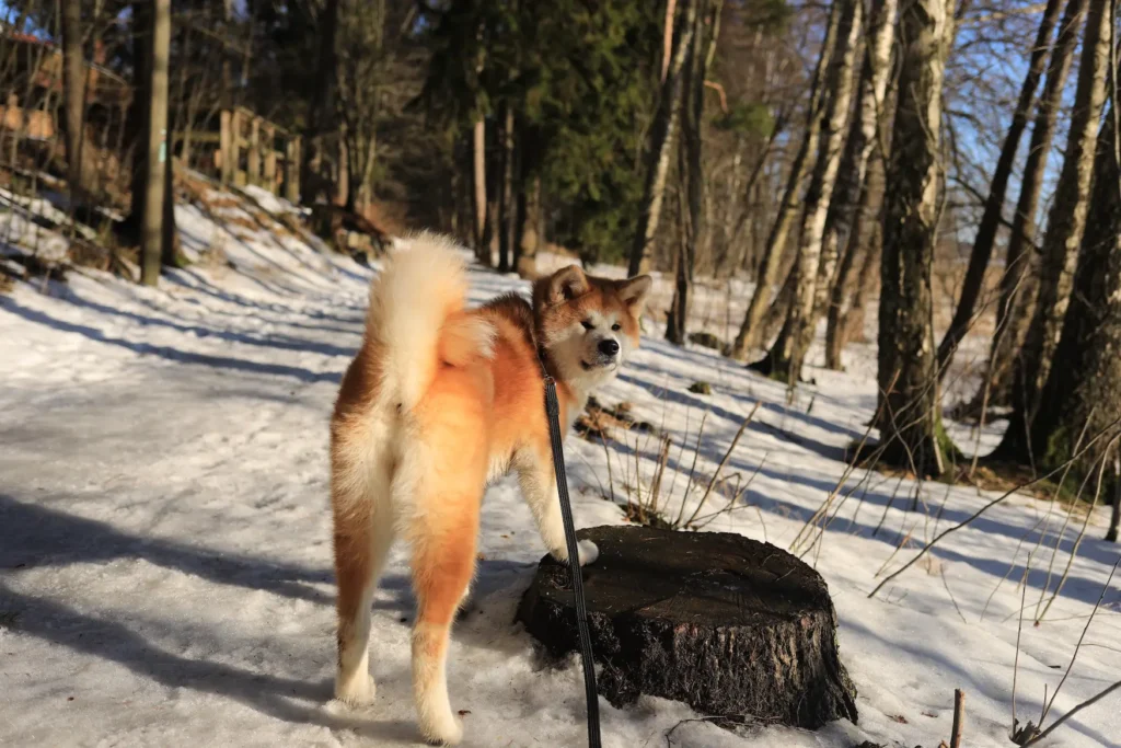 Akita inu - animales potencialmente peligrosos - CertificadoElectronico.es