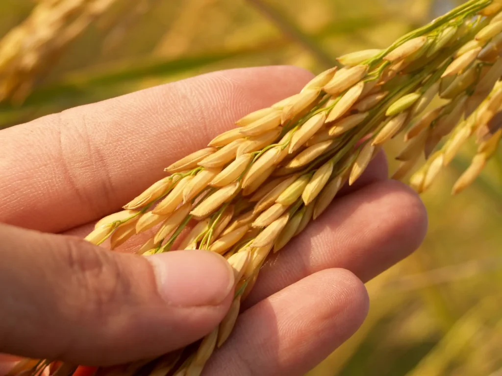 Grano de arroz - Política Agraria Común - CertificadoElectronico.es