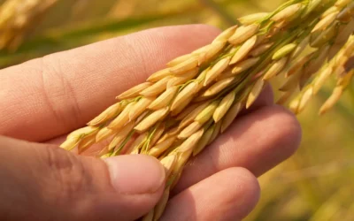 Ayudas de la Política Agraria Común: qué son y cómo pedirlas