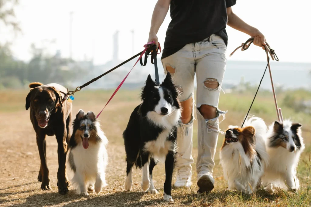 Perros paseando - protección animal - CertificadoElectronico.es